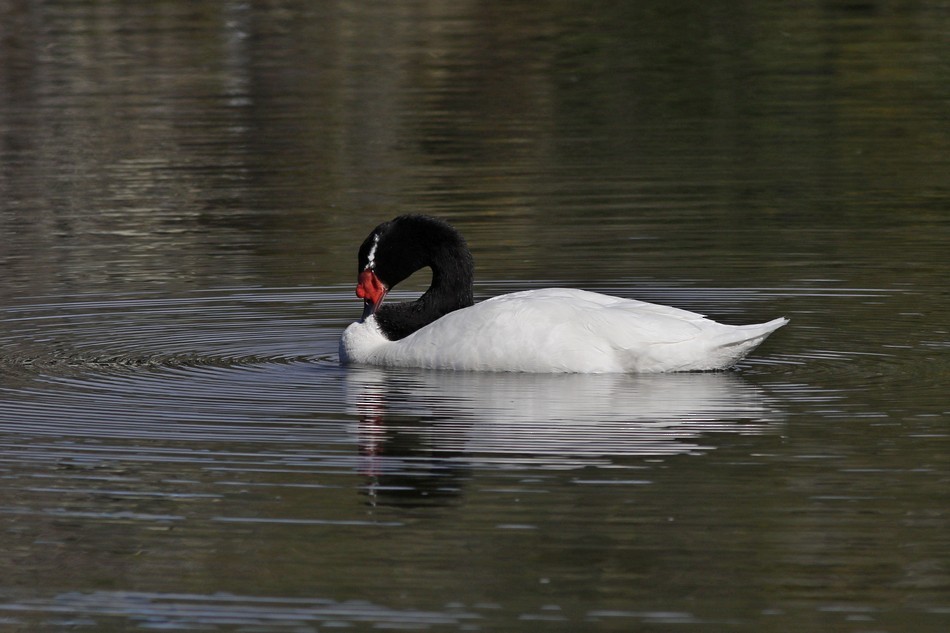 Black-necked Swan - ML344921261