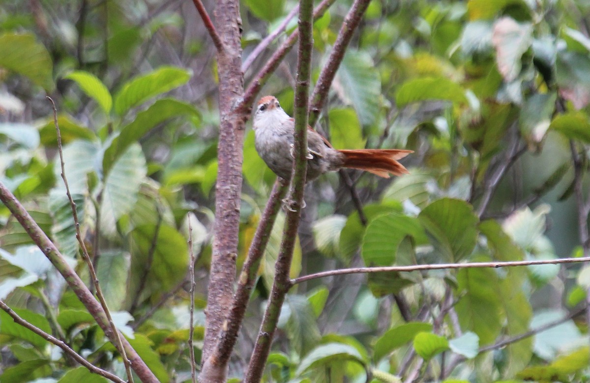 Line-cheeked Spinetail (Baron's) - Alexander Lees