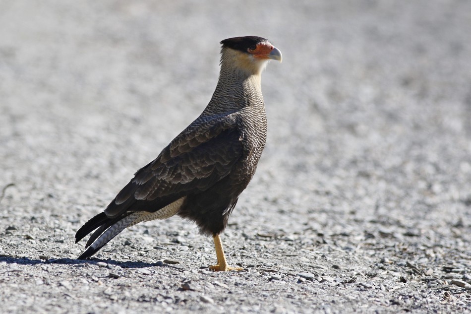 Crested Caracara (Southern) - ML344921361