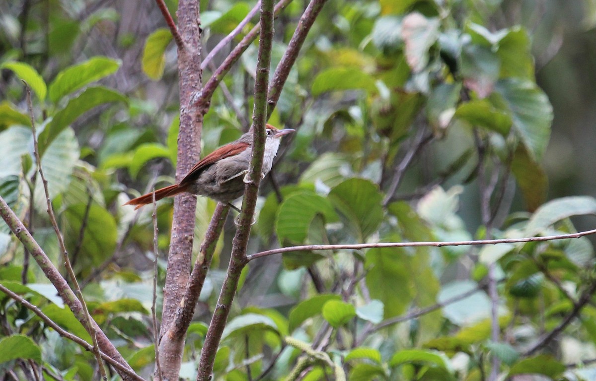 Line-cheeked Spinetail (Baron's) - ML34492141