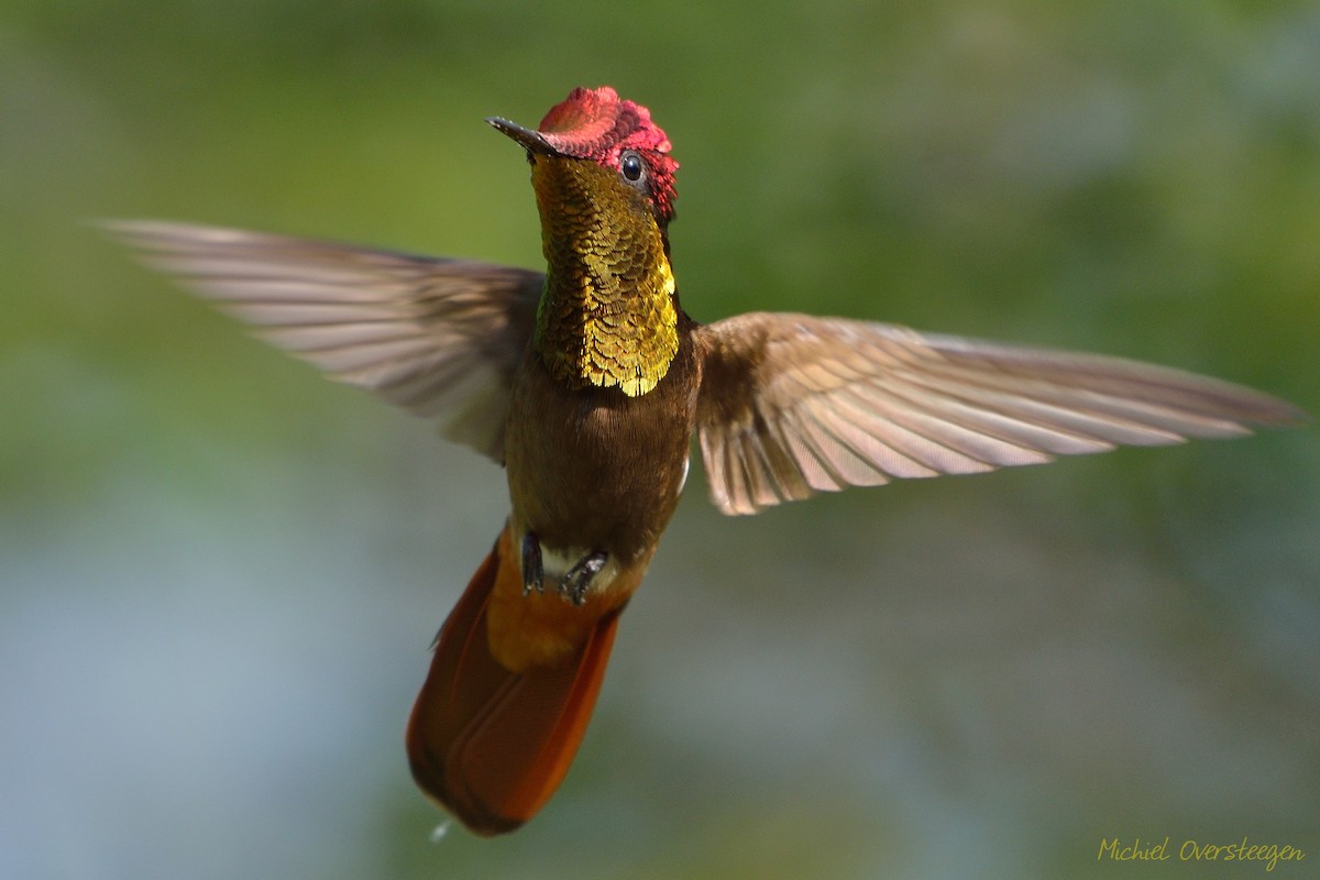 Ruby-topaz Hummingbird - Michiel Oversteegen