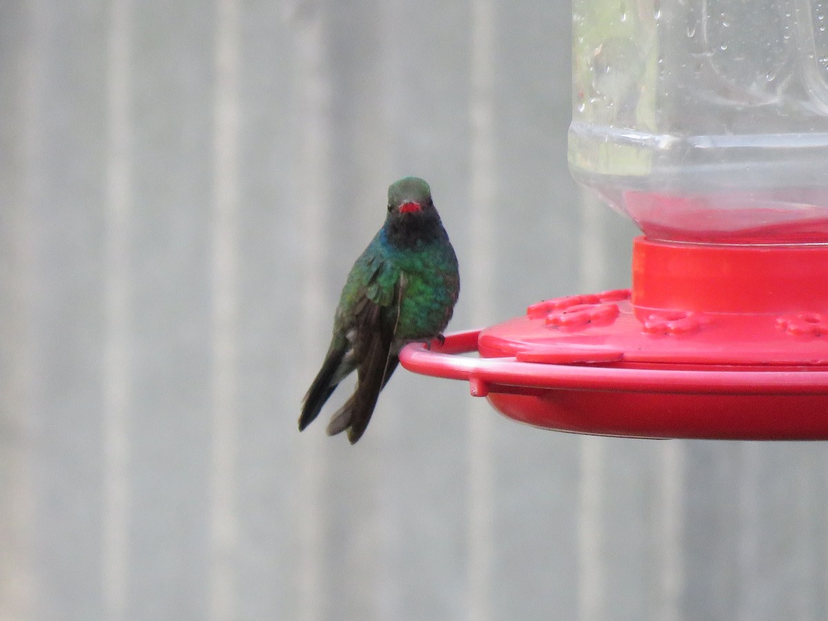 Broad-billed Hummingbird - ML344923511