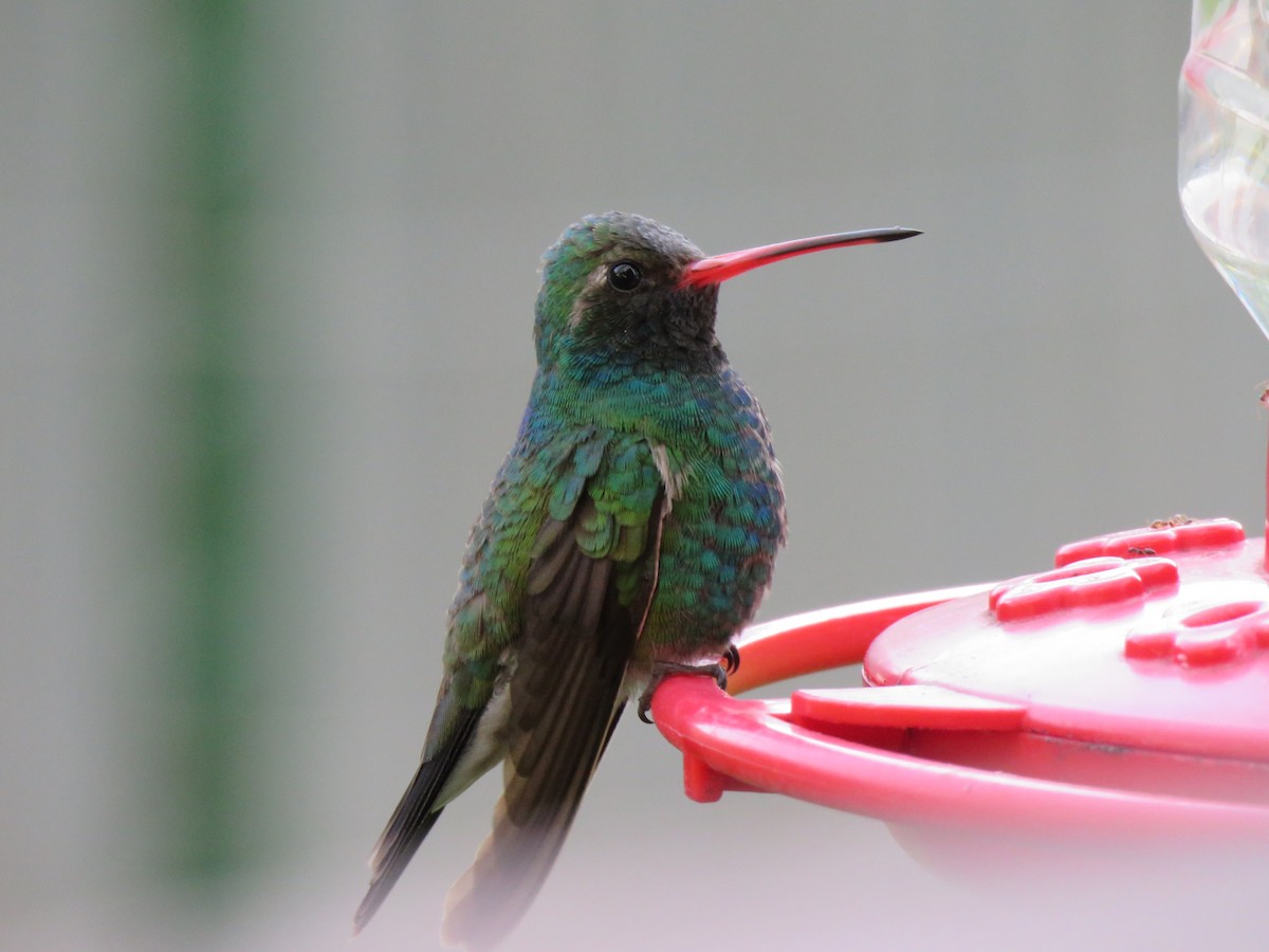 Broad-billed Hummingbird - ML344924781