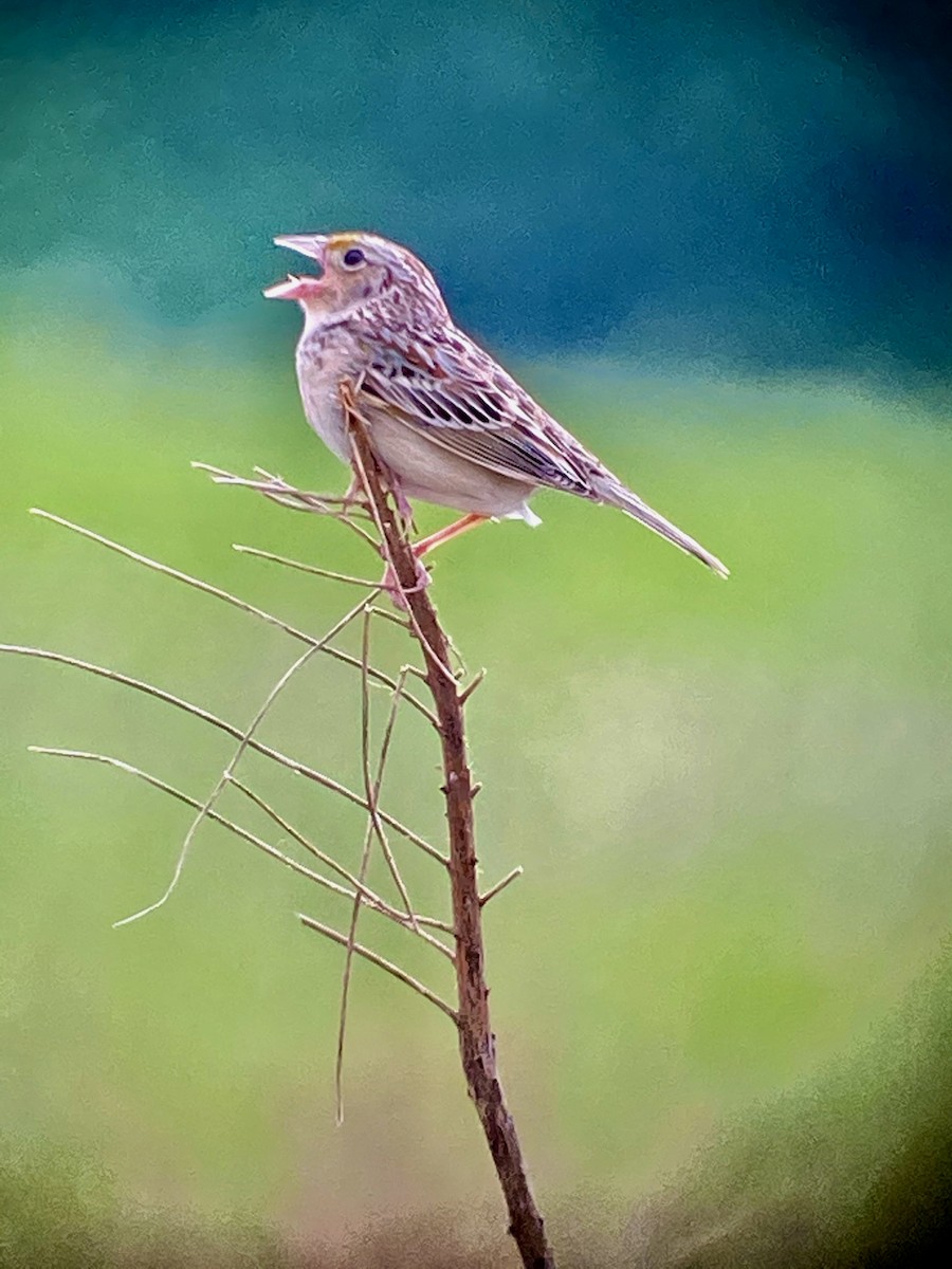 Grasshopper Sparrow - John Weeks