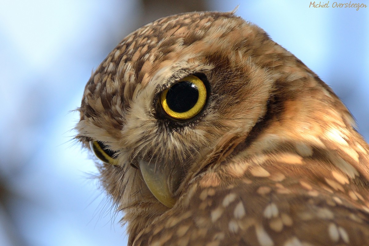 Burrowing Owl - Michiel Oversteegen