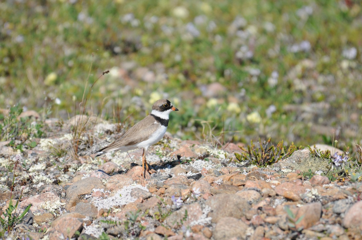 Semipalmated Plover - ML34492601