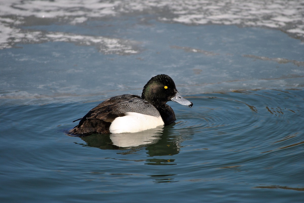 Greater Scaup - ML34493081