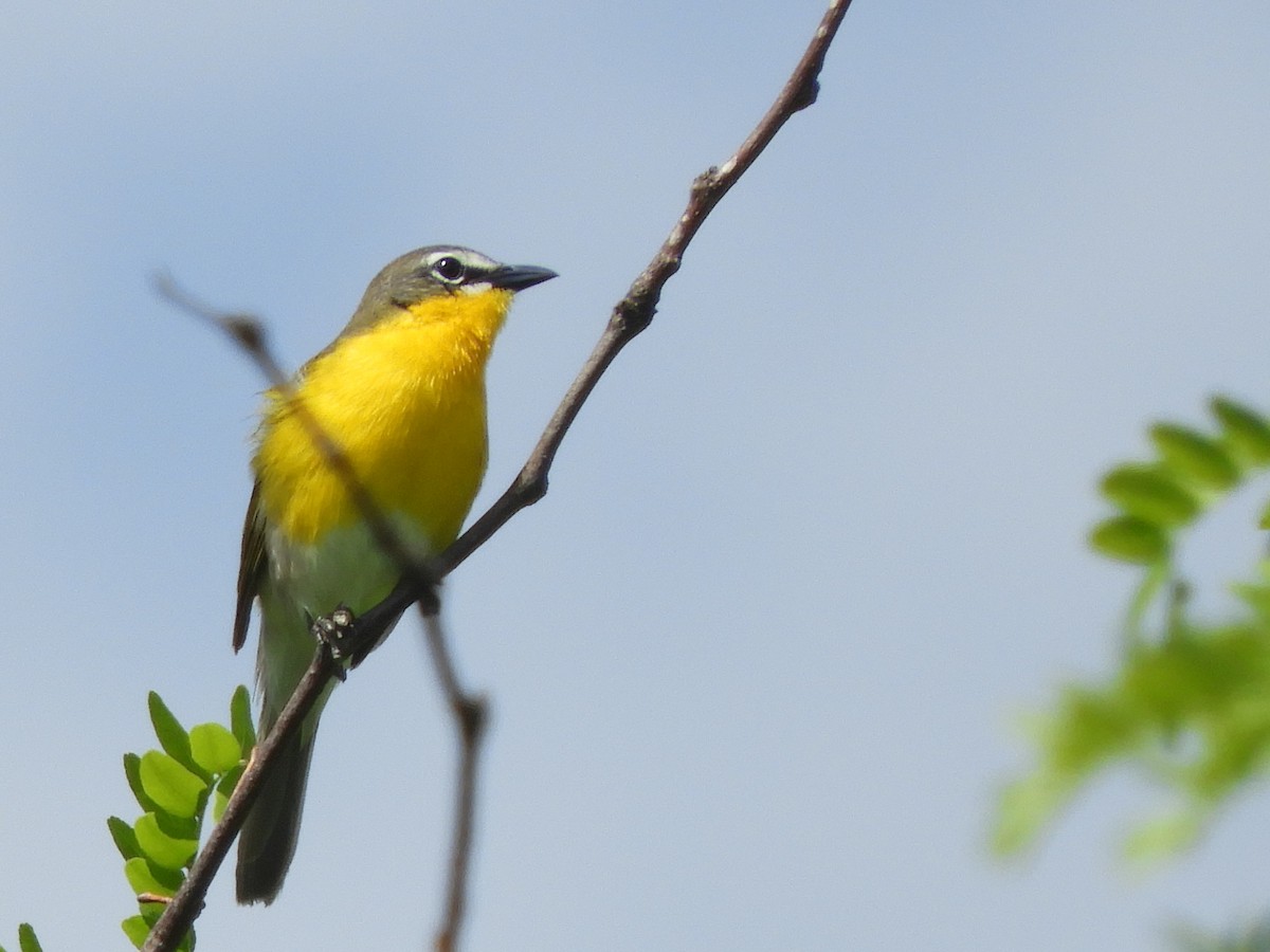 Yellow-breasted Chat - ML344938461