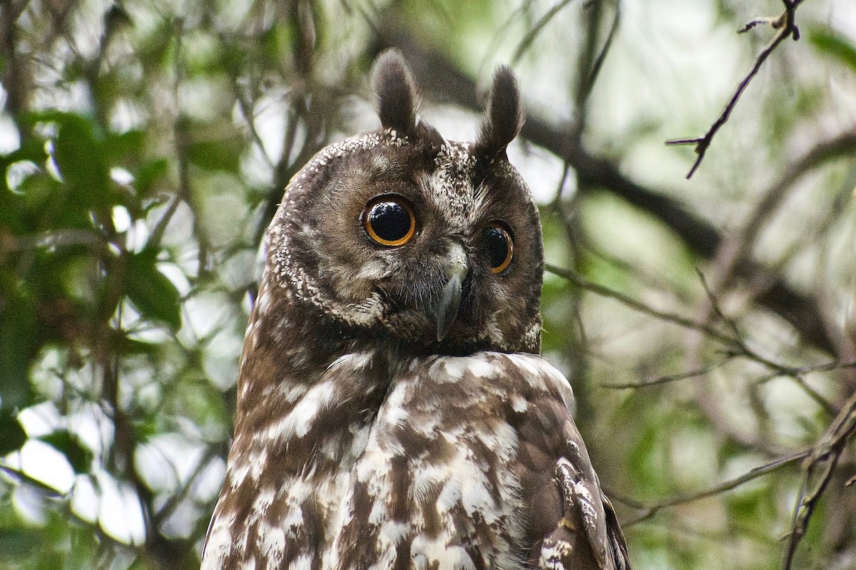 Stygian Owl - ML344940161