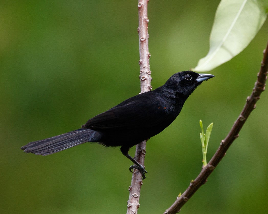 Red-shouldered Tanager - ML344941391