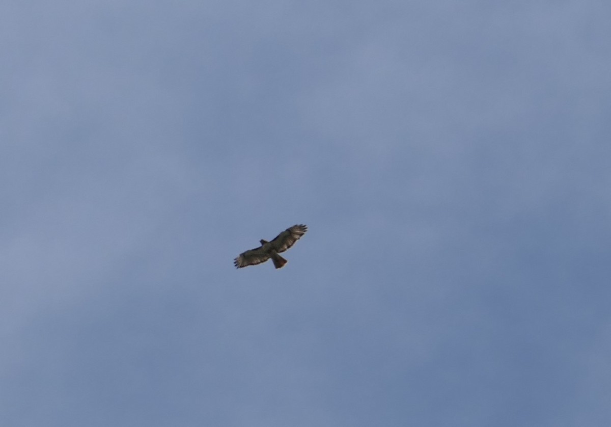 Red-tailed Hawk - ML344943321