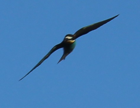European Bee-eater - ML344945281