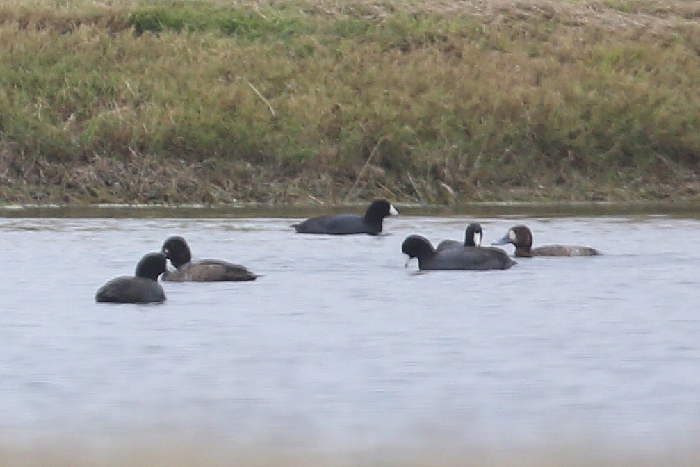 Greater Scaup - ML34494571