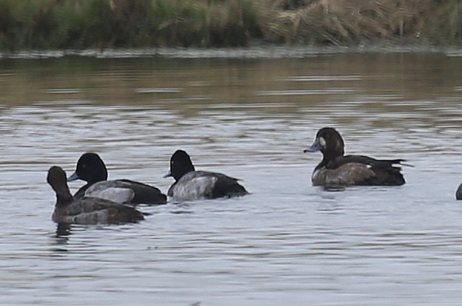 Greater Scaup - ML34494991