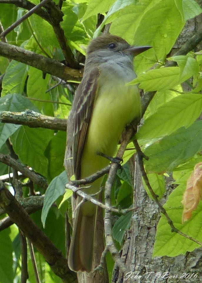 Great Crested Flycatcher - ML34495401