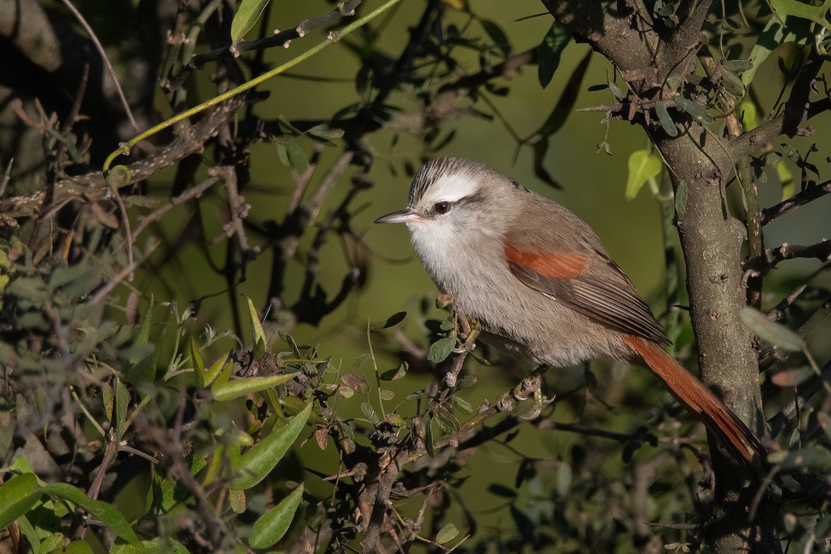 Stripe-crowned Spinetail - Pablo Re