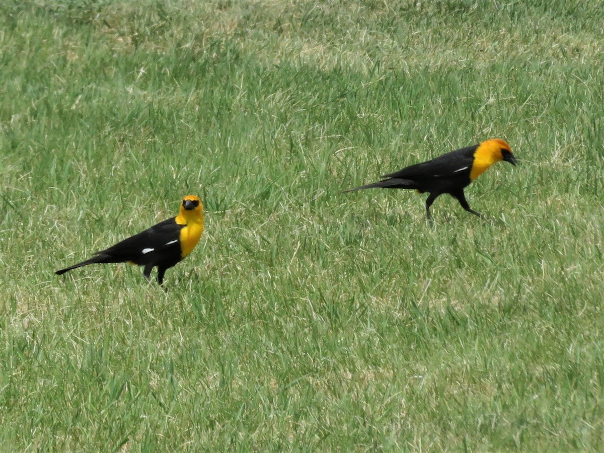 Yellow-headed Blackbird - ML344960581