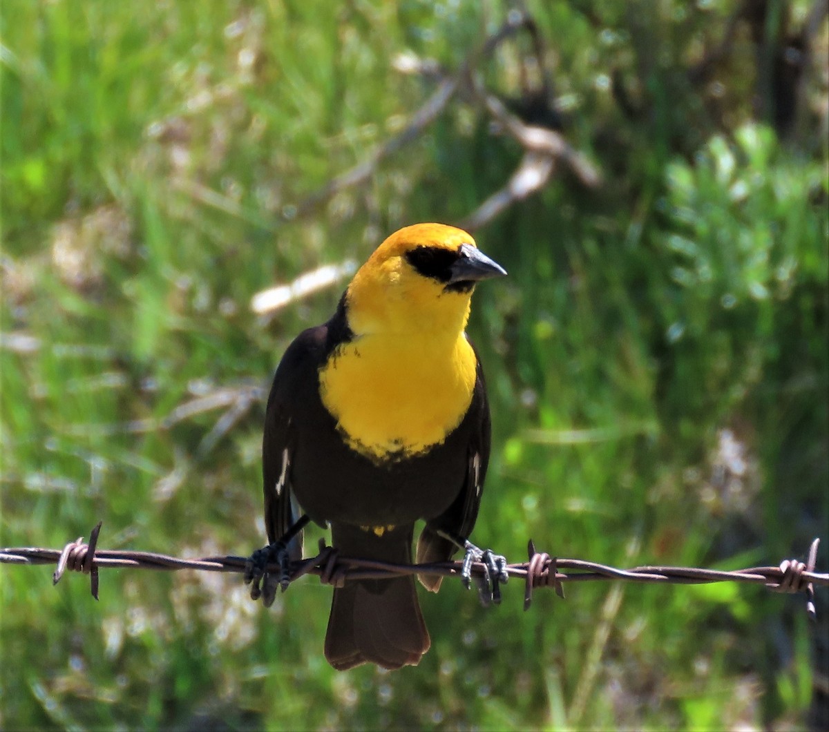 Yellow-headed Blackbird - ML344966551