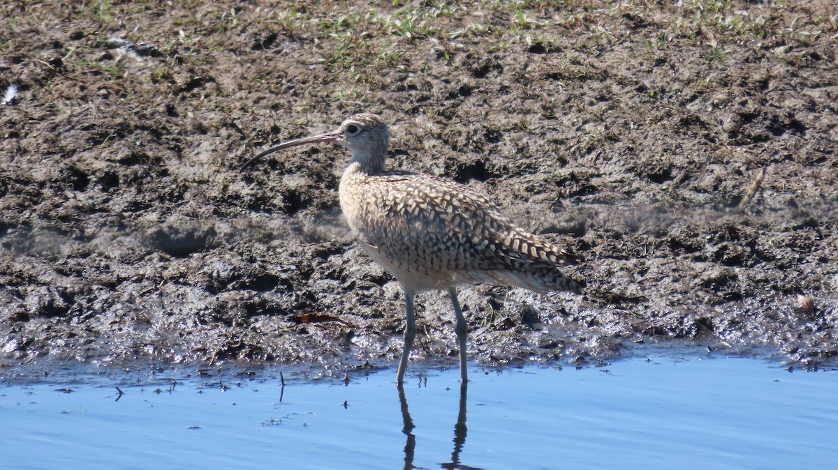 Long-billed Curlew - ML344967111