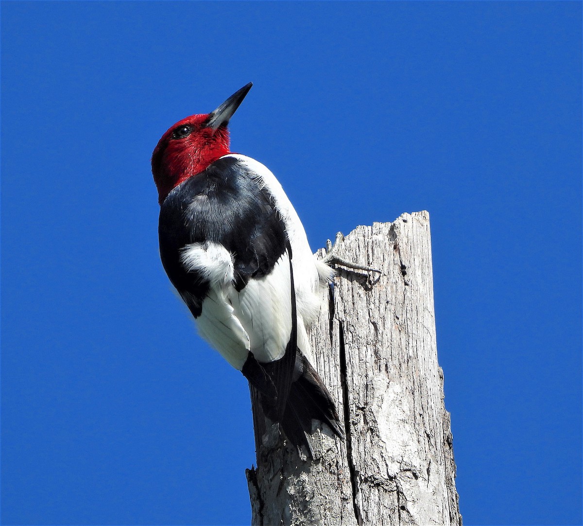 Red-headed Woodpecker - Lynn Scarlett