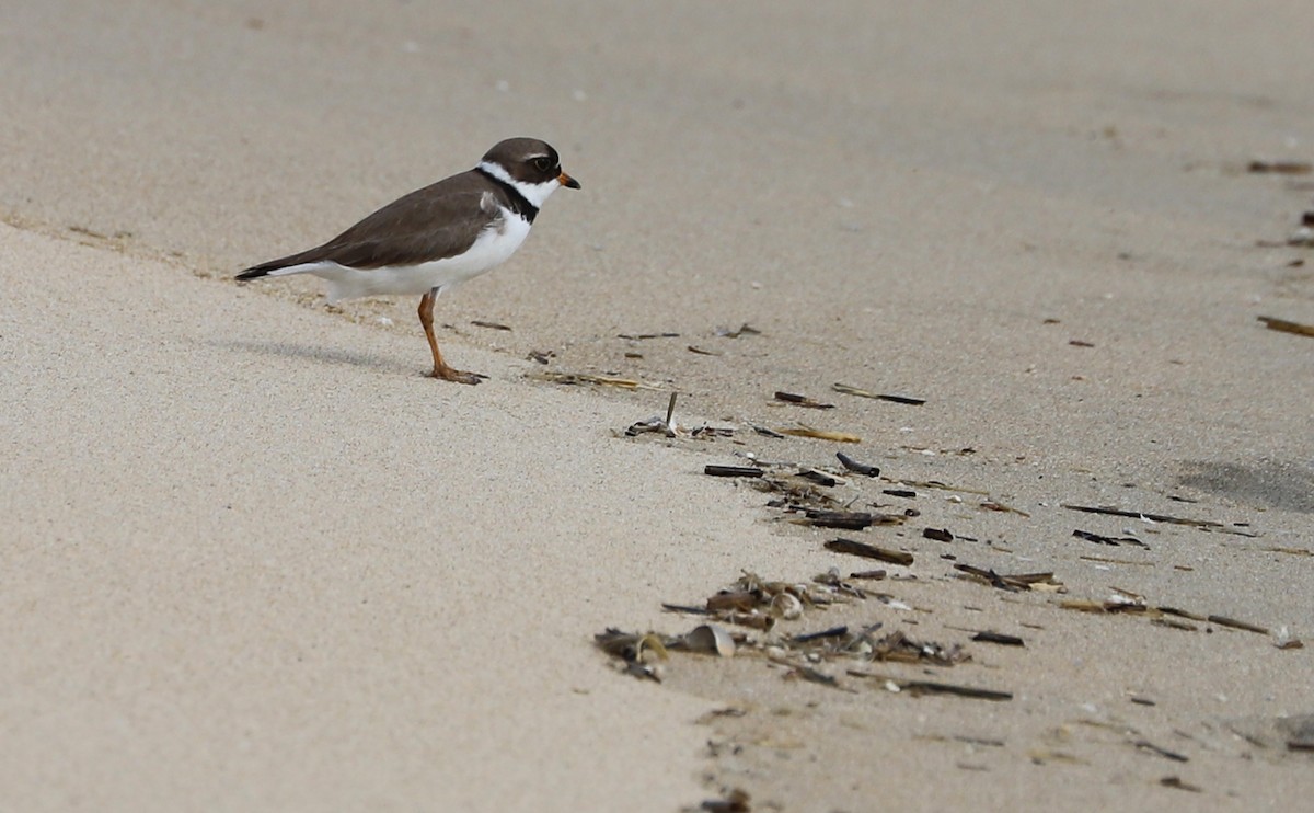 Semipalmated Plover - ML344974201