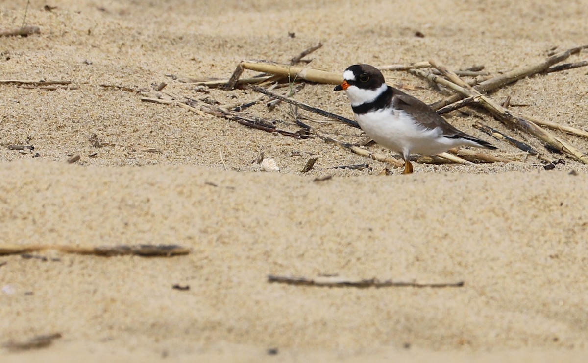 Semipalmated Plover - ML344974261