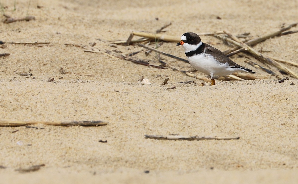 Semipalmated Plover - ML344975521