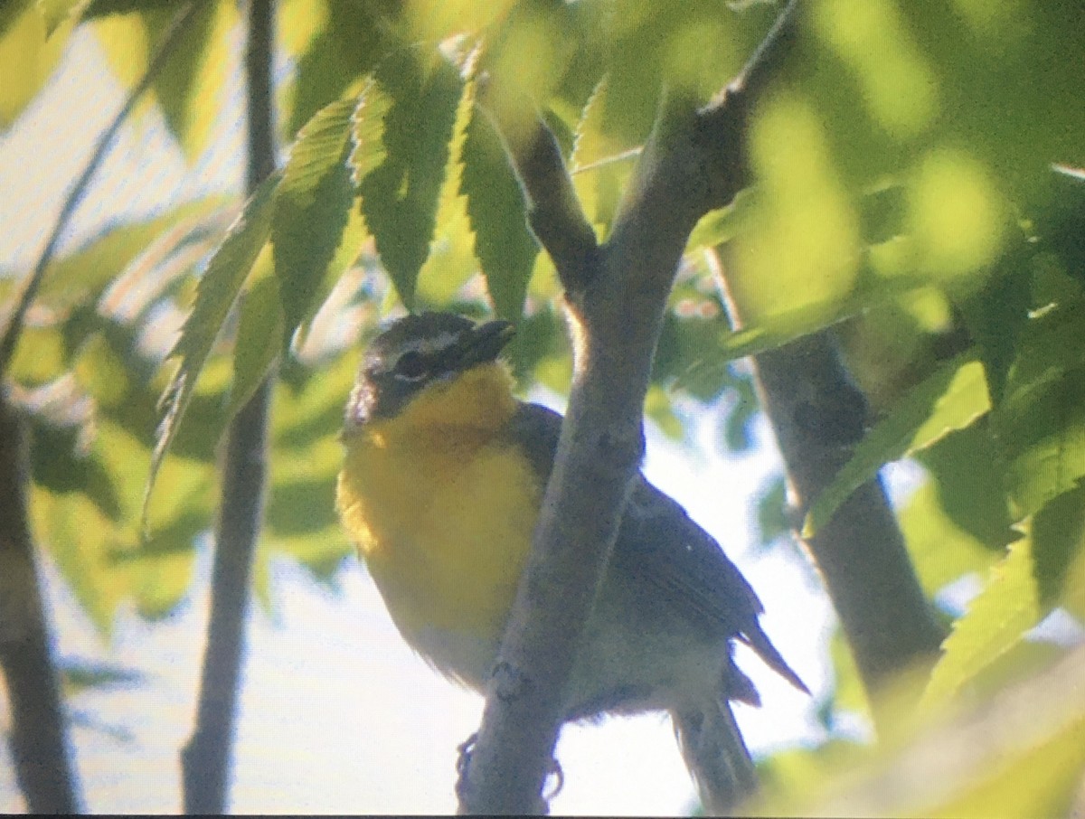 Yellow-breasted Chat - Jay Heiny-Robbie