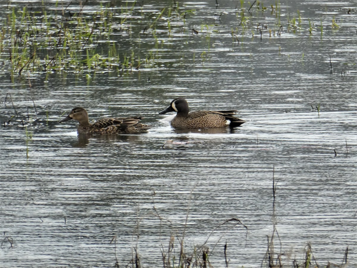 Blue-winged Teal - ML344991121