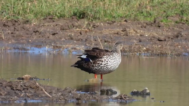 Indian Spot-billed Duck - ML344991861