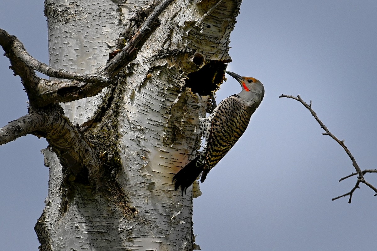 Northern Flicker (Red-shafted) - ML344994021