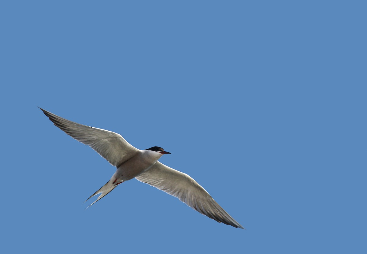 Common Tern - ML34499501