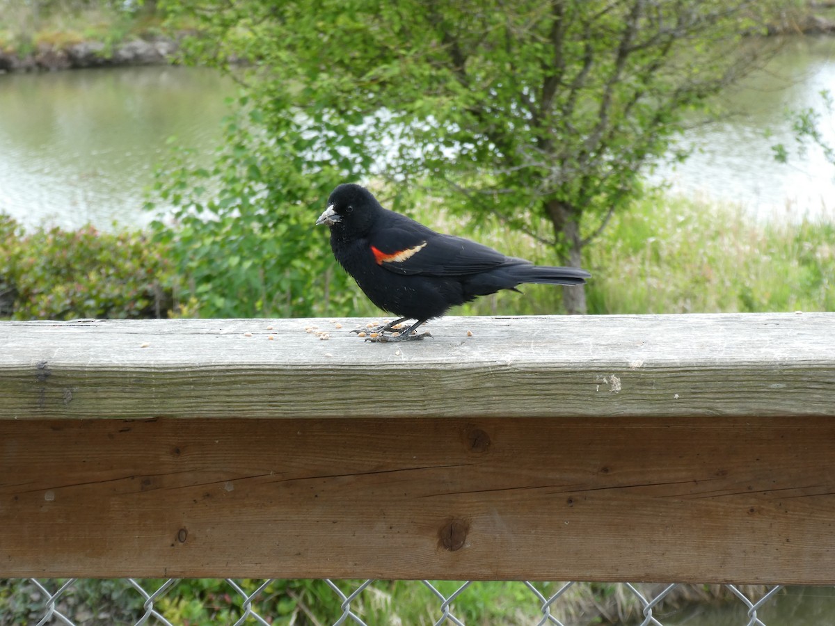 Red-winged Blackbird - Elaine Koehler
