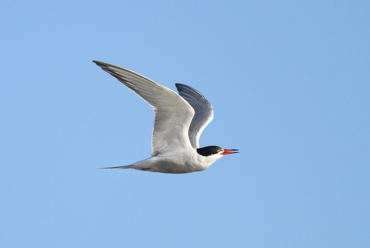 Common Tern - ML34499561