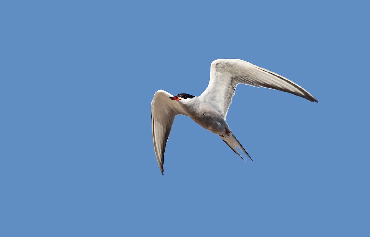 Common Tern - ML34499581