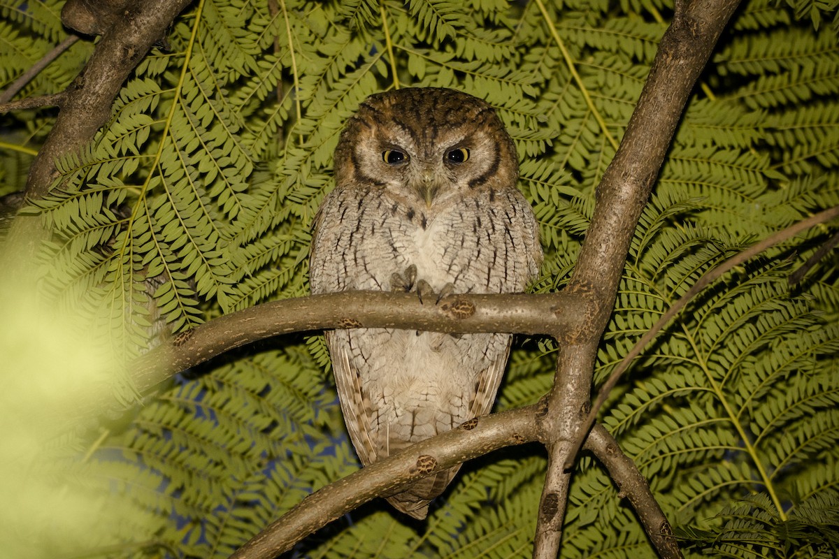 Tropical Screech-Owl - ML344995871