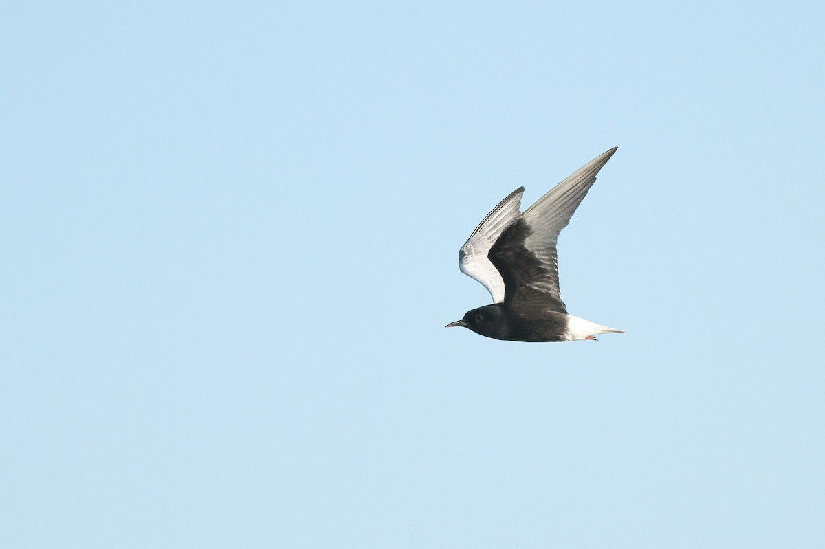 White-winged Tern - ML34499711