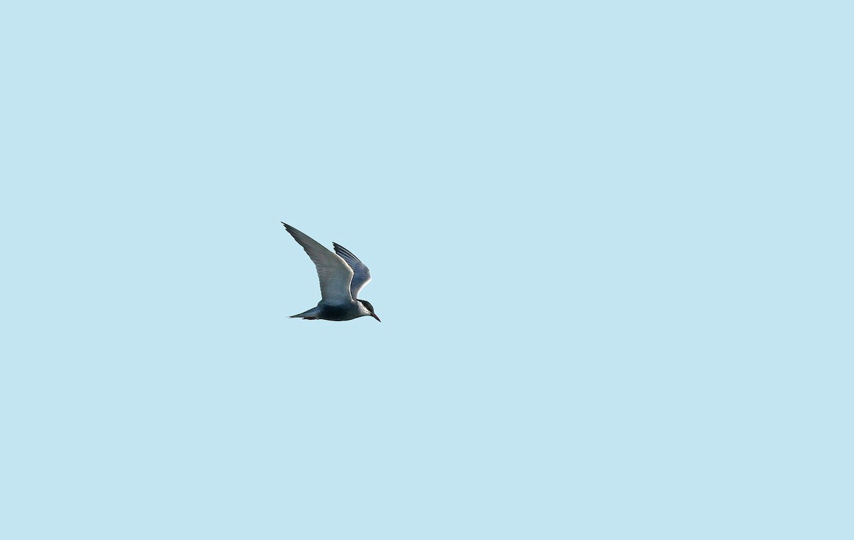 Weißbart-Seeschwalbe - ML34499761