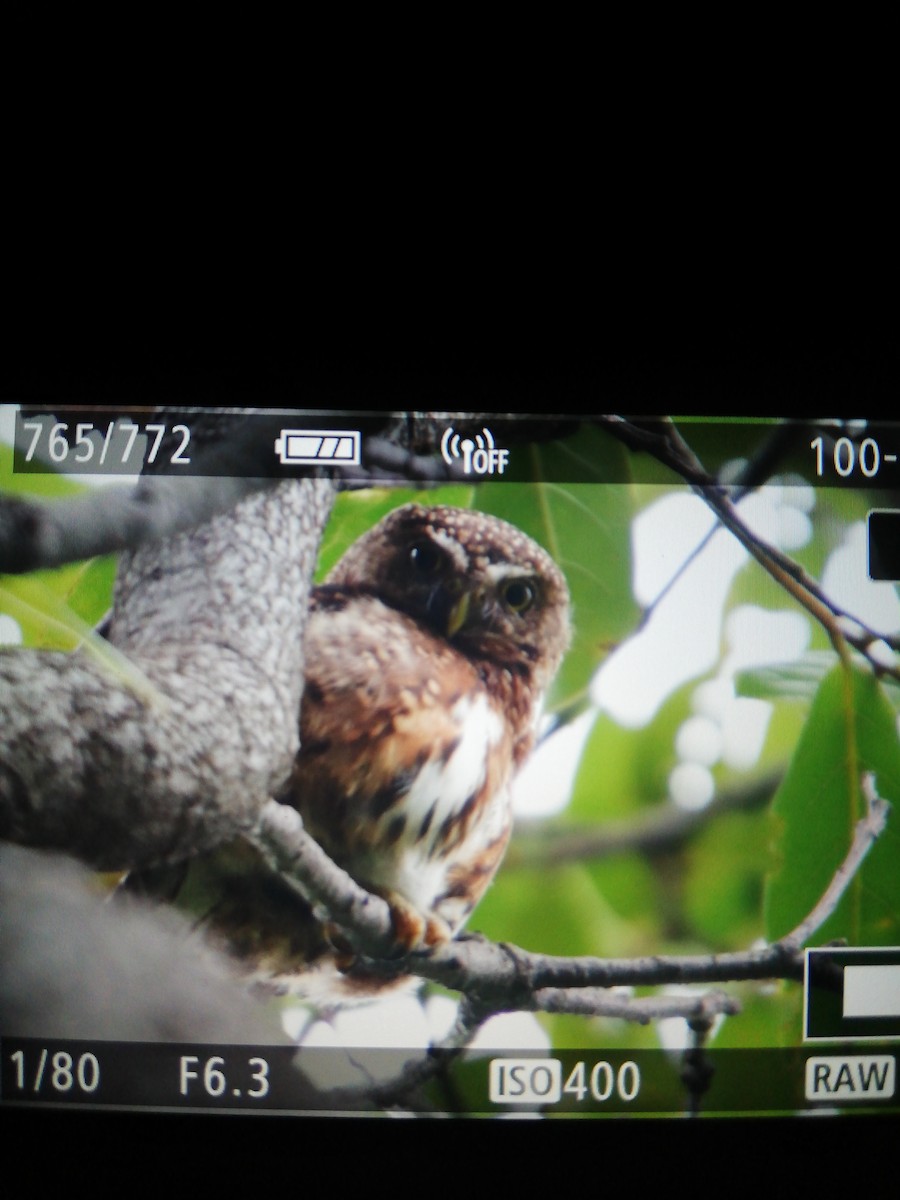 Costa Rican Pygmy-Owl - ML344998121