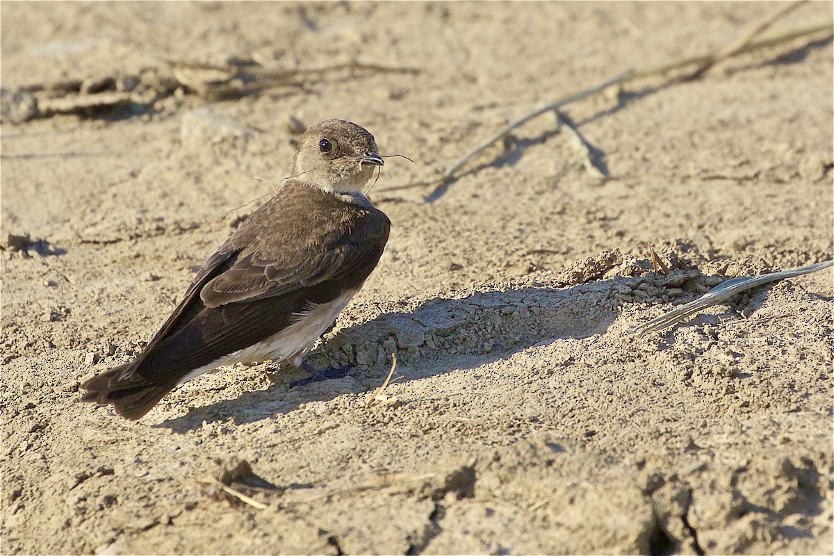 Northern Rough-winged Swallow - ML344998311