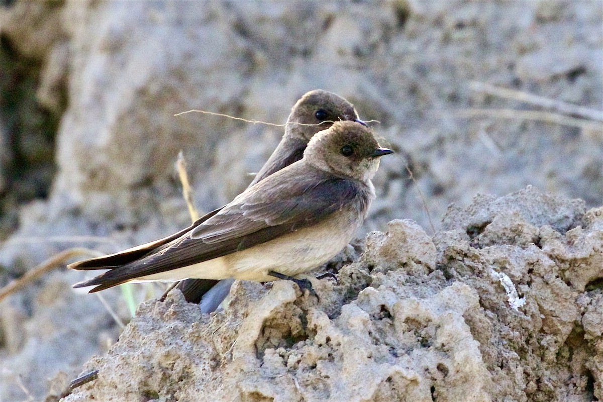 Northern Rough-winged Swallow - ML344998371