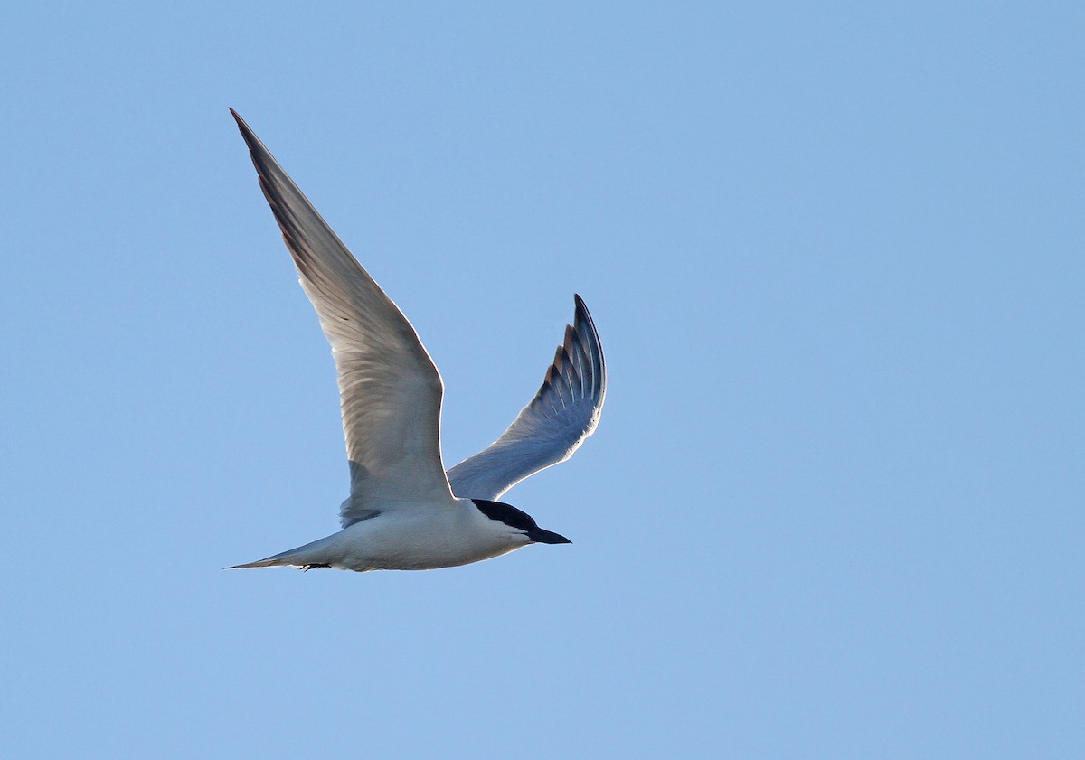 Gull-billed Tern - Jeremiah Trimble