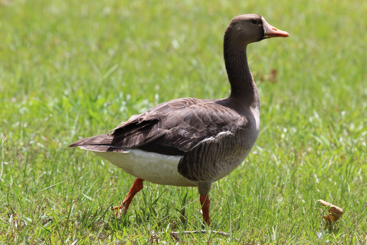Greater White-fronted Goose - George Dokes
