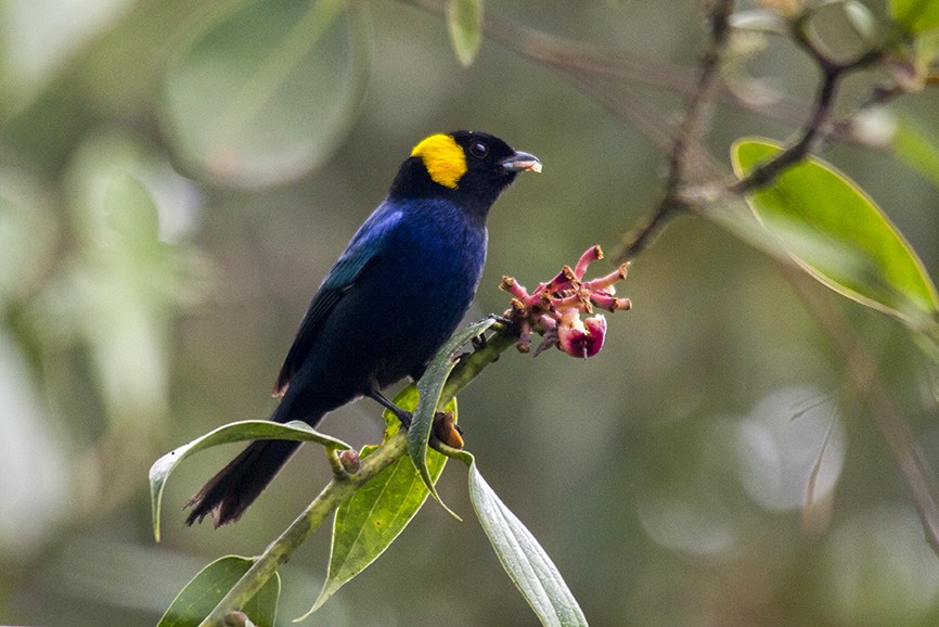 Yellow-scarfed Tanager - ML34501311