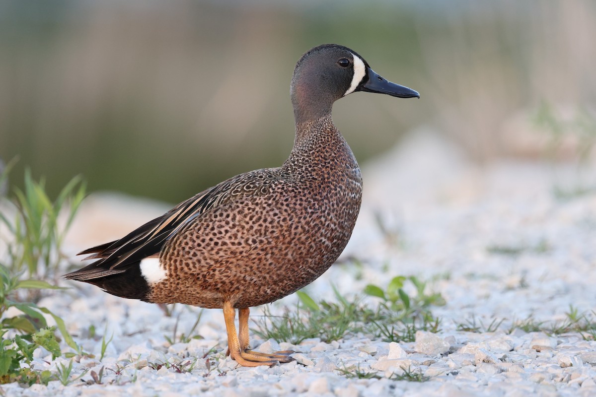 Blue-winged Teal - ML345024401