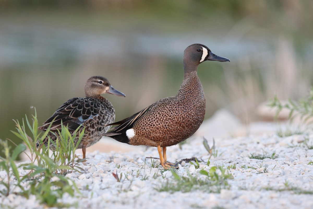 Blue-winged Teal - ML345024421