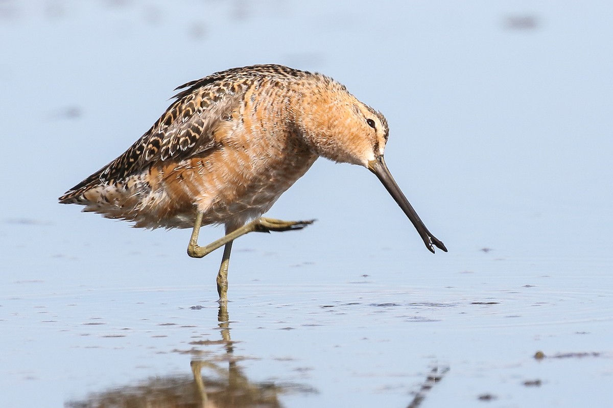 Long-billed Dowitcher - ML345025921