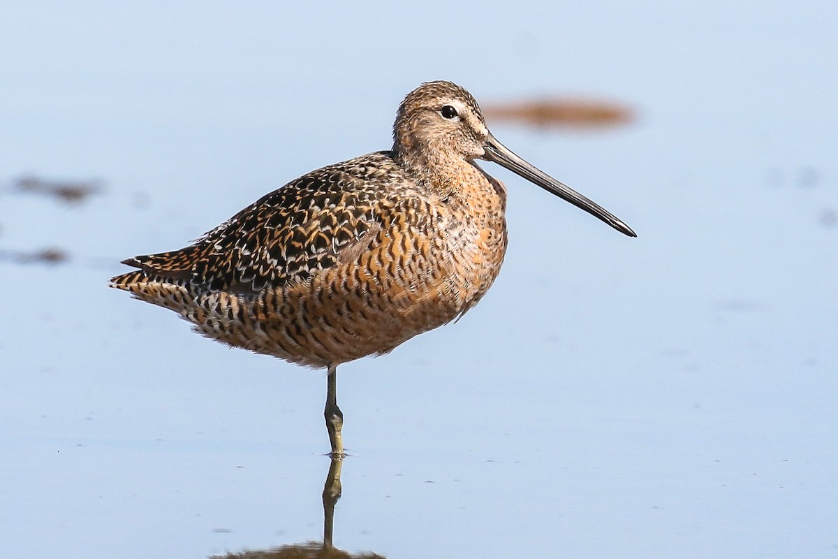 Long-billed Dowitcher - ML345025941