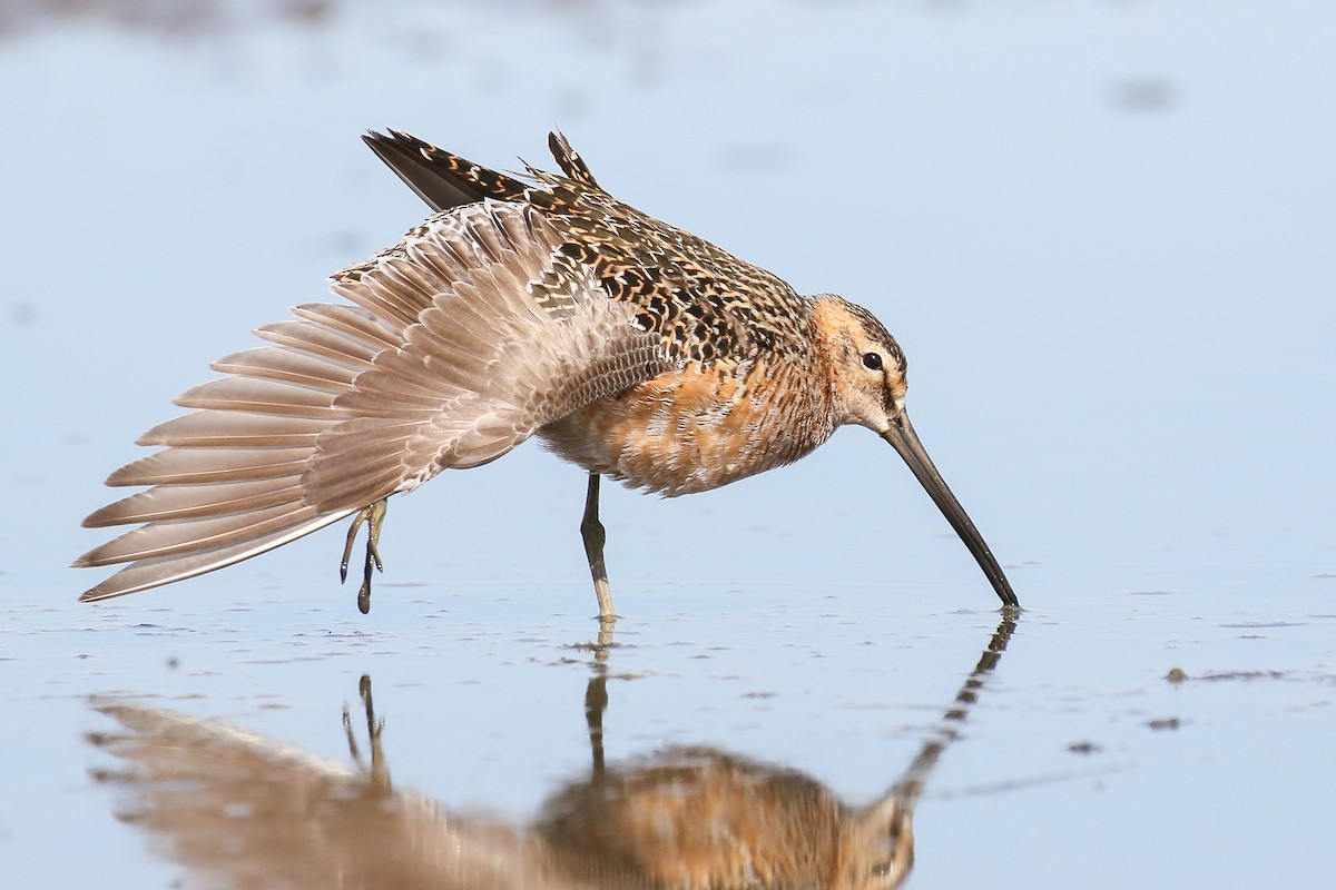 Long-billed Dowitcher - ML345025981
