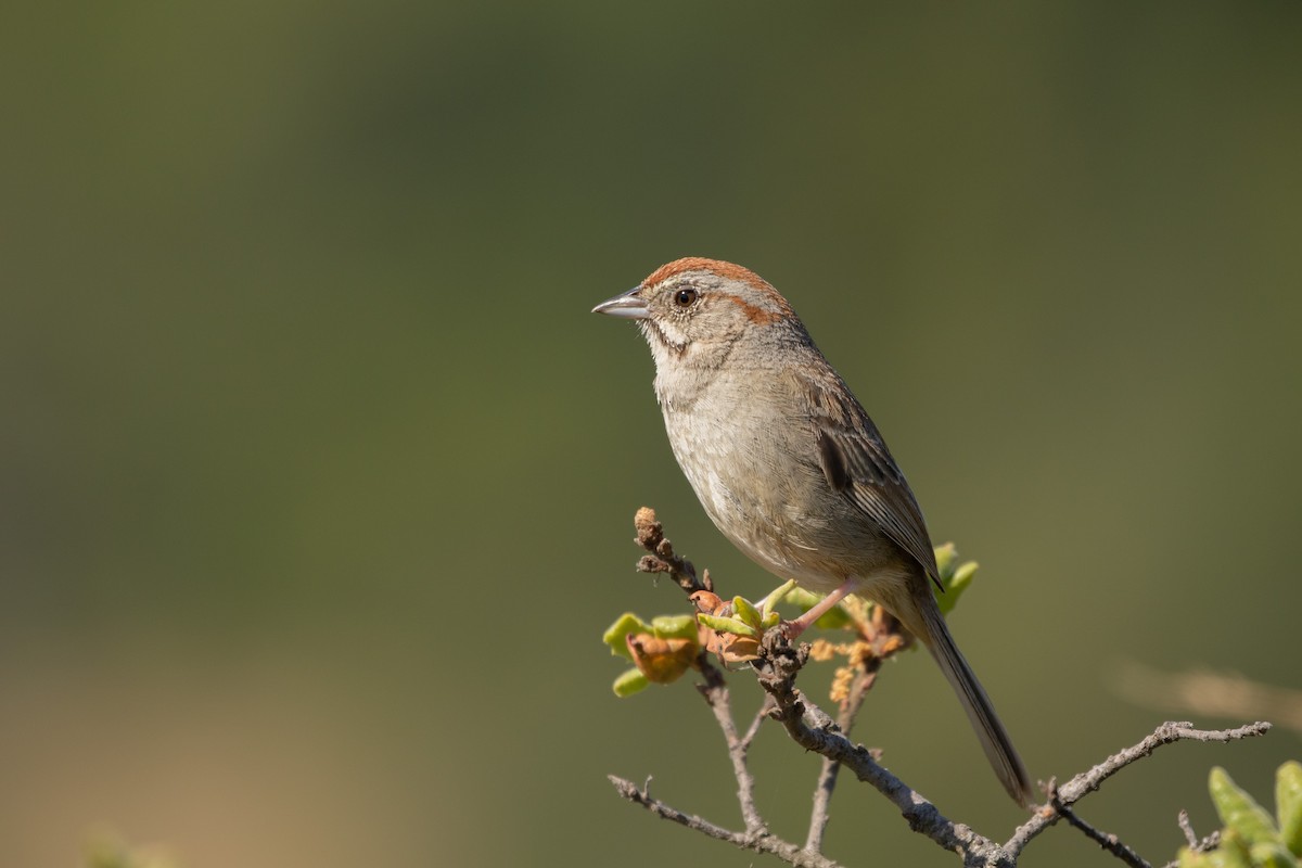 Rufous-crowned Sparrow - ML345038231